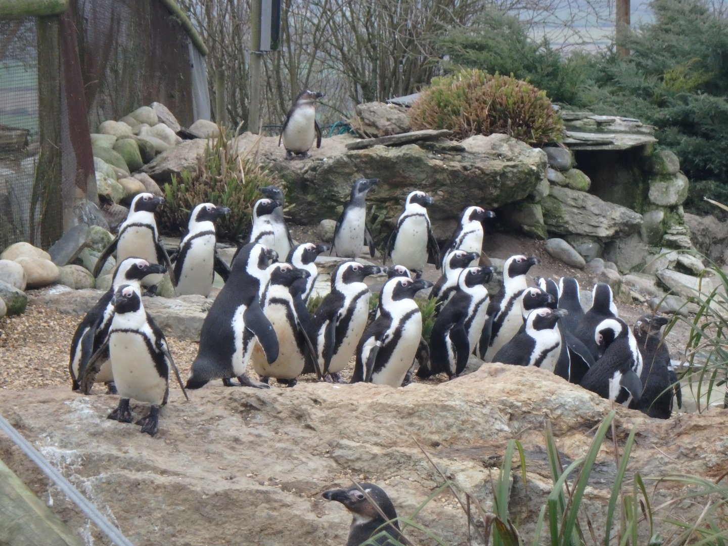 Black-footed penguins