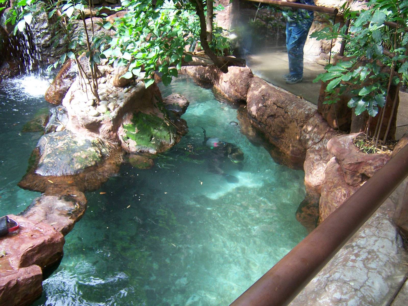 Black-footed penguins