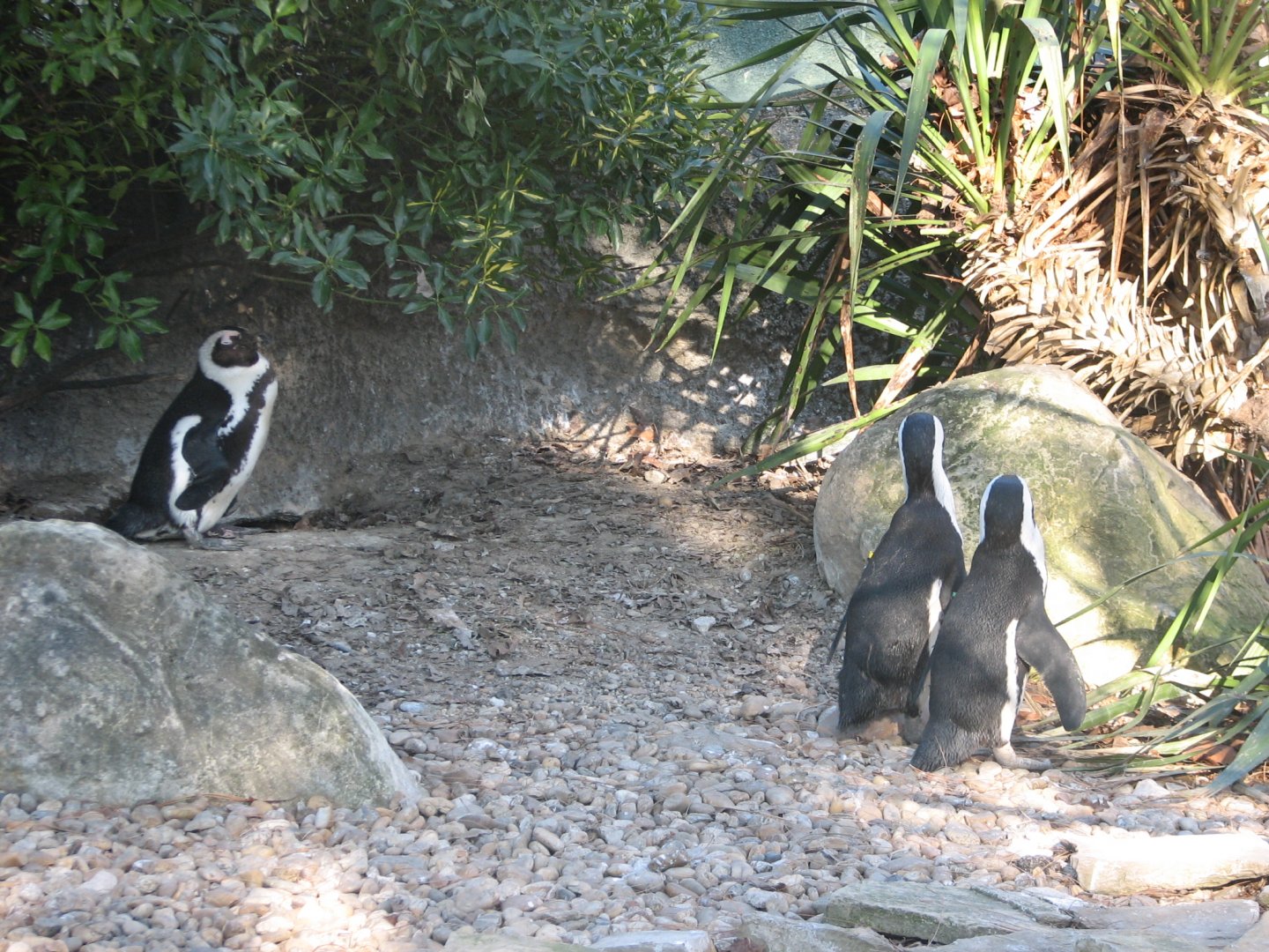 Black-footed penguins