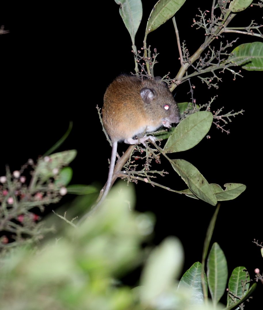 black-footed pygmy rice rat (Oligoryzomys nigripes)
