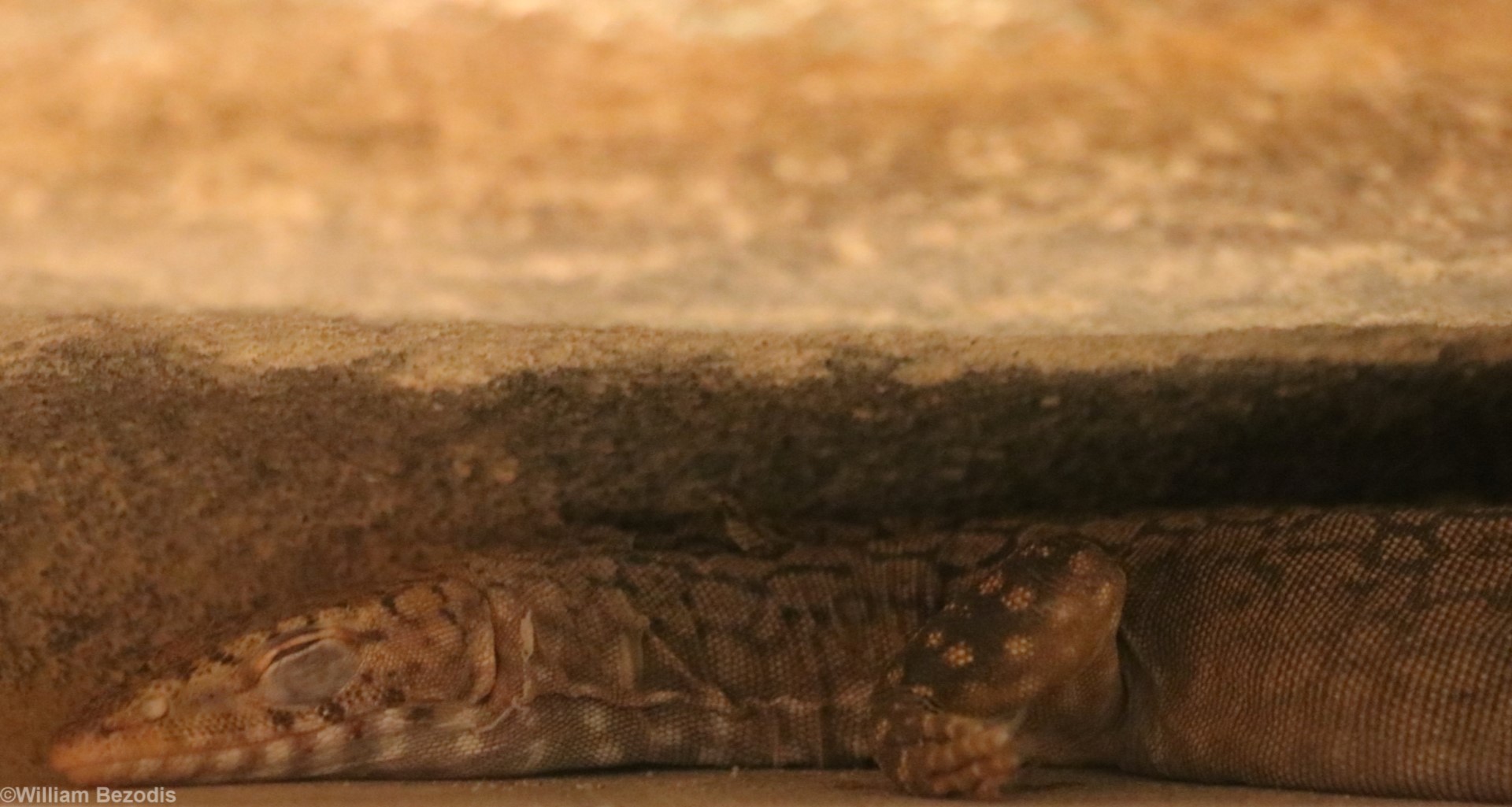 Black-footed Rock-Goanna