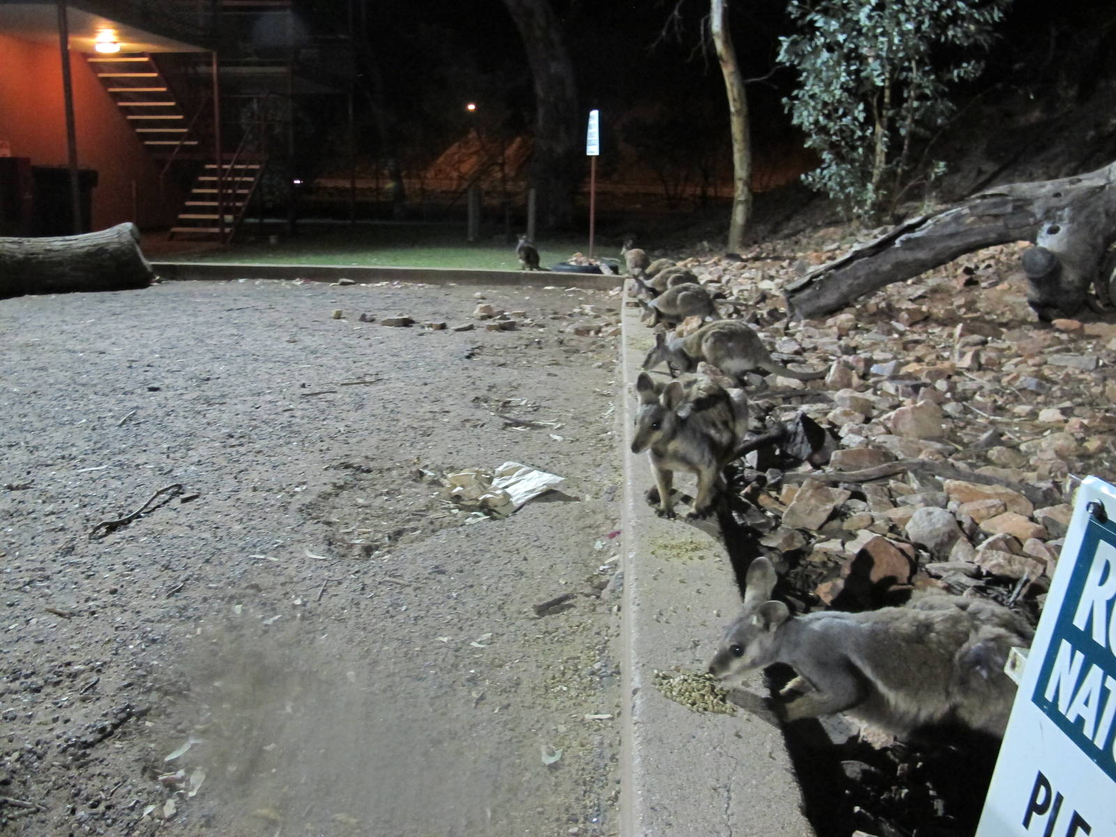 Black-footed Rock Wallabies, Alice Springs, NT