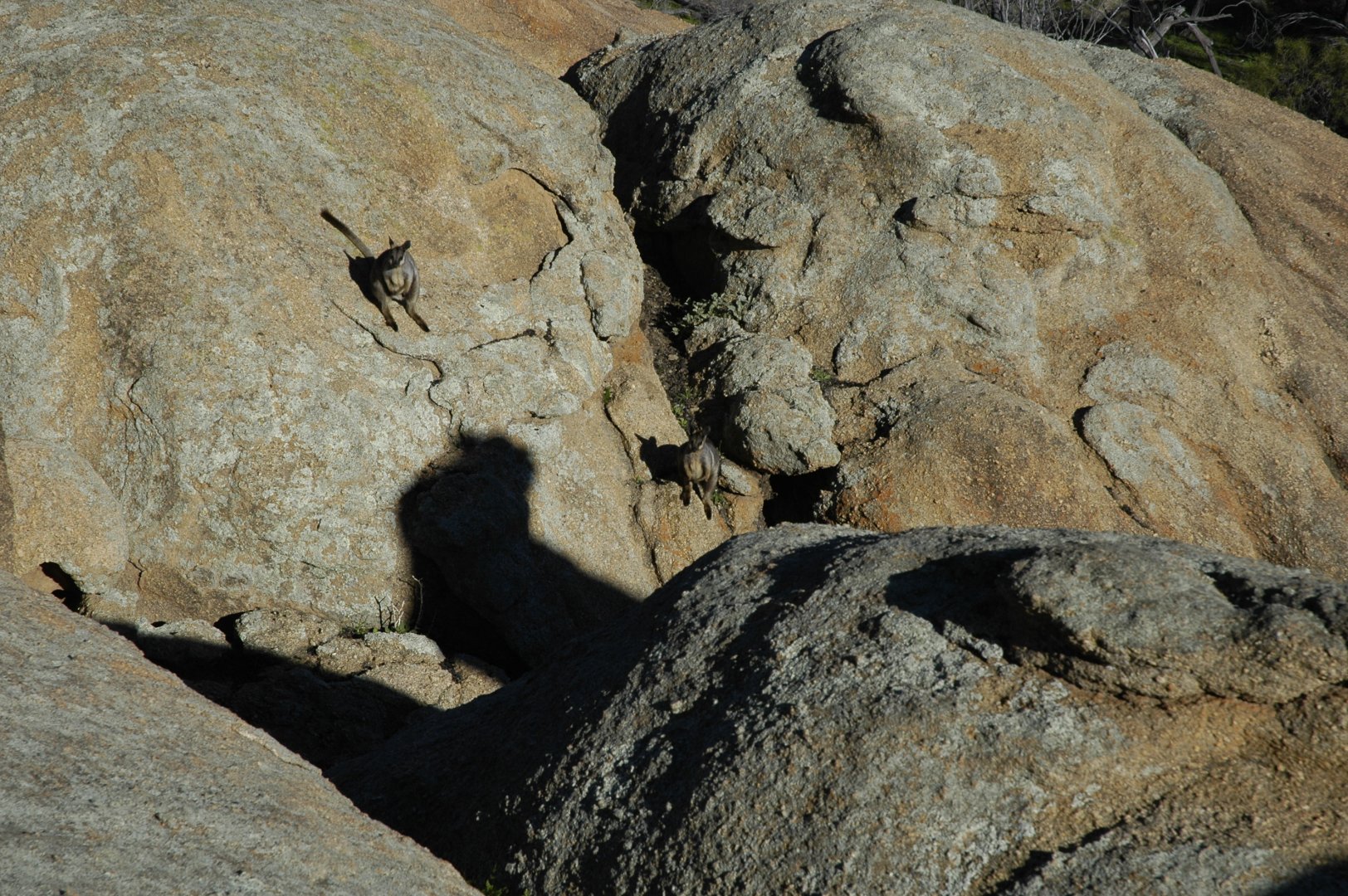 Black-footed Rock-wallabies (Petrogale lateralis lateralis)
