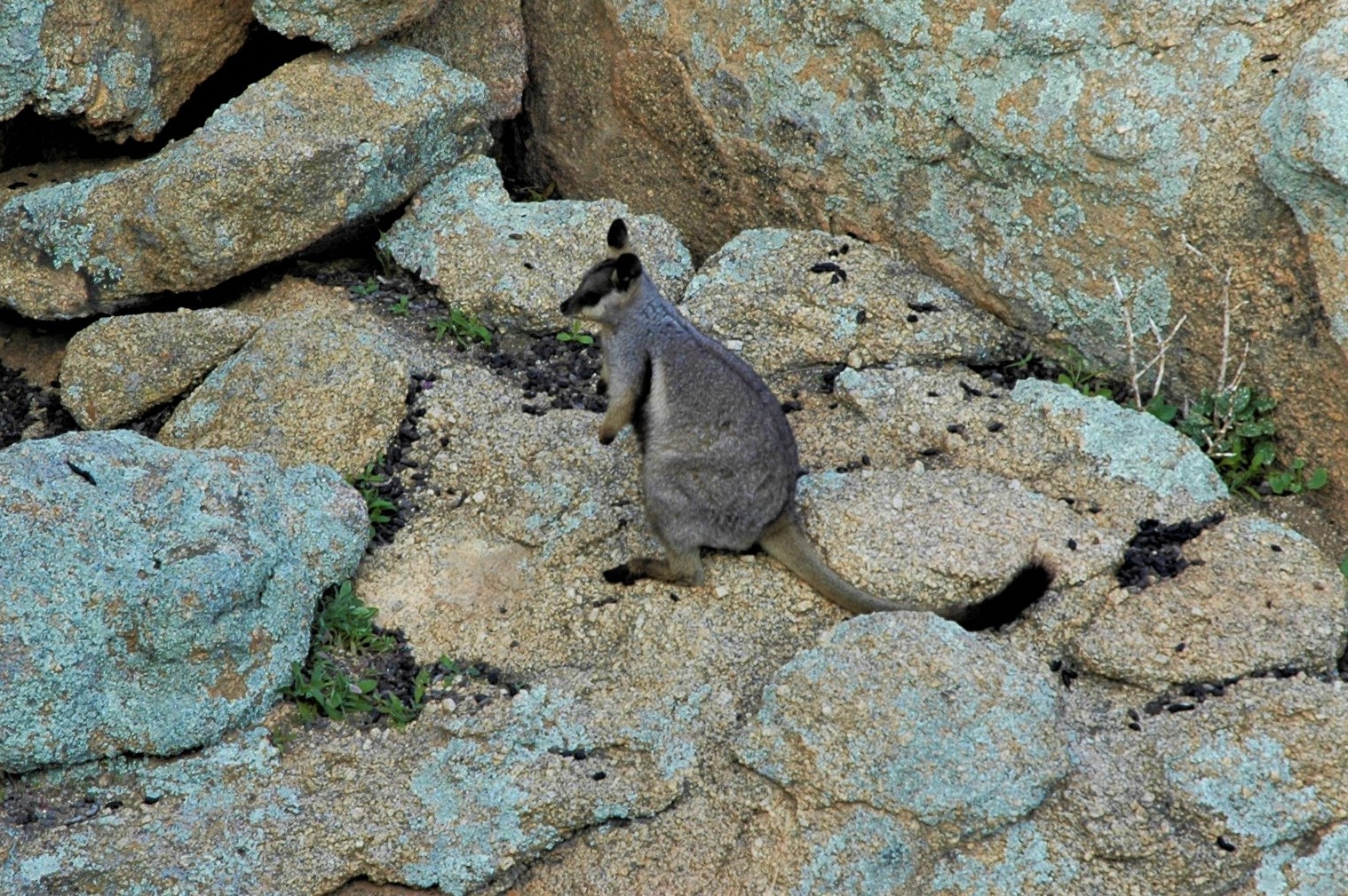 Black-footed Rock-wallabies (Petrogale lateralis lateralis)
