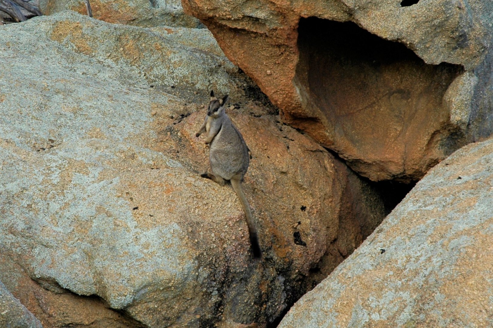 Black-footed Rock-wallabies (Petrogale lateralis lateralis)