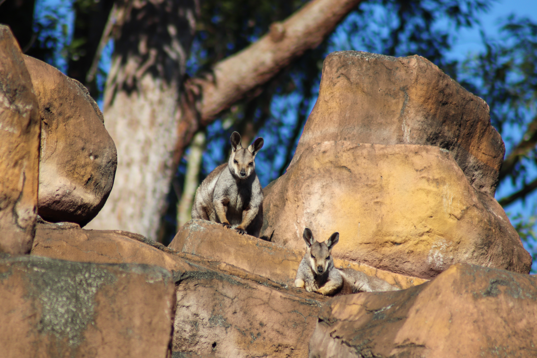 Black-footed Rock Wallabies (Petrogale lateralis)