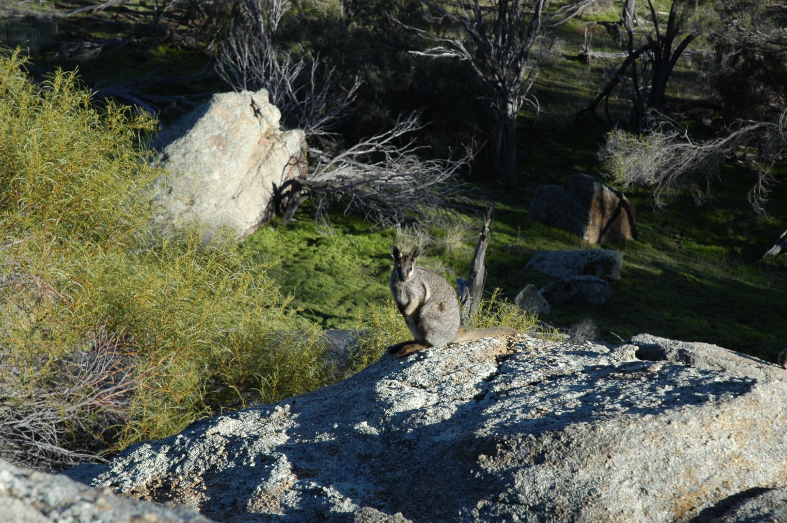 Black-footed Rock-wallaby (Petrogale lateralis lateralis)