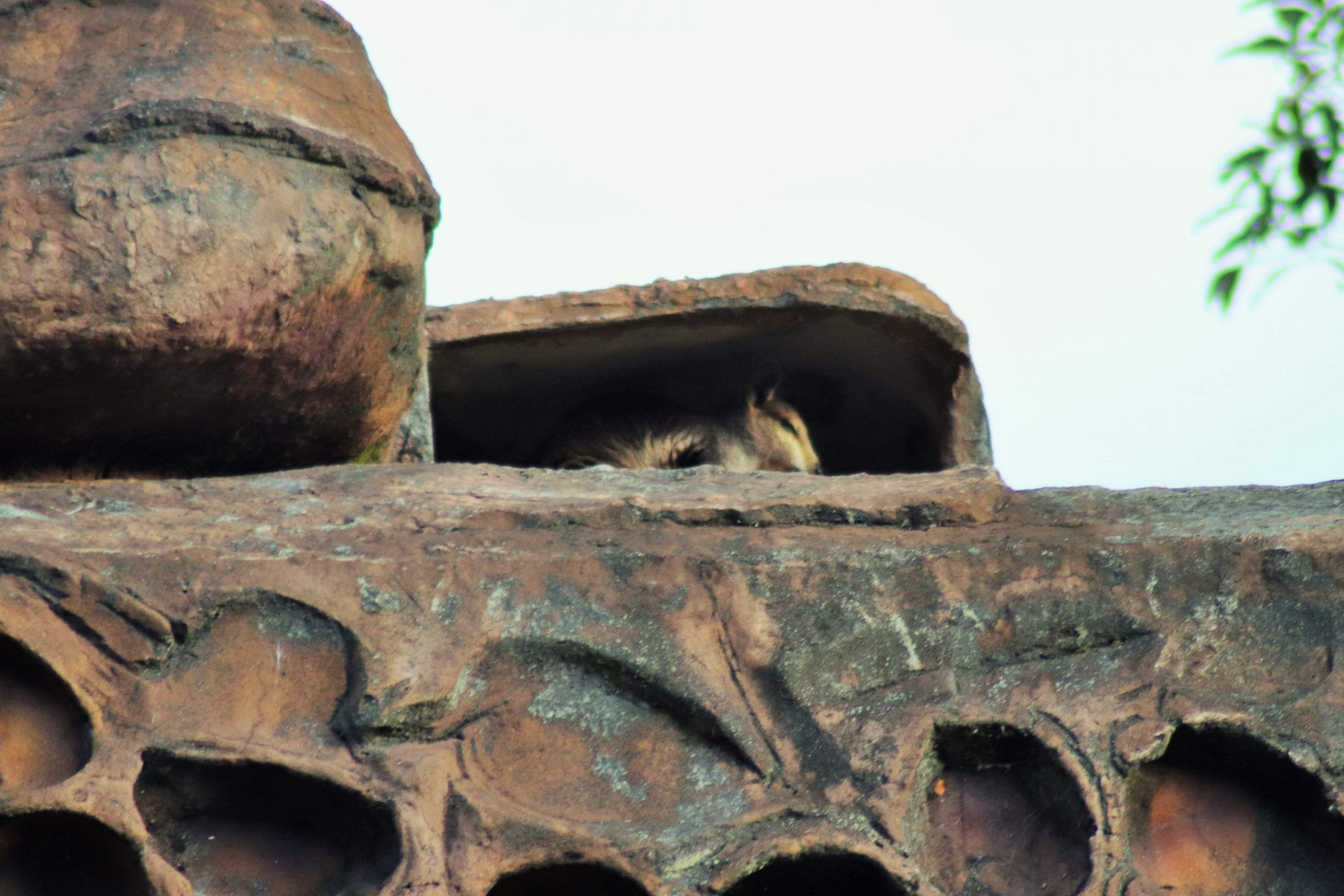 Black-footed Rock Wallaby (Petrogale lateralis)