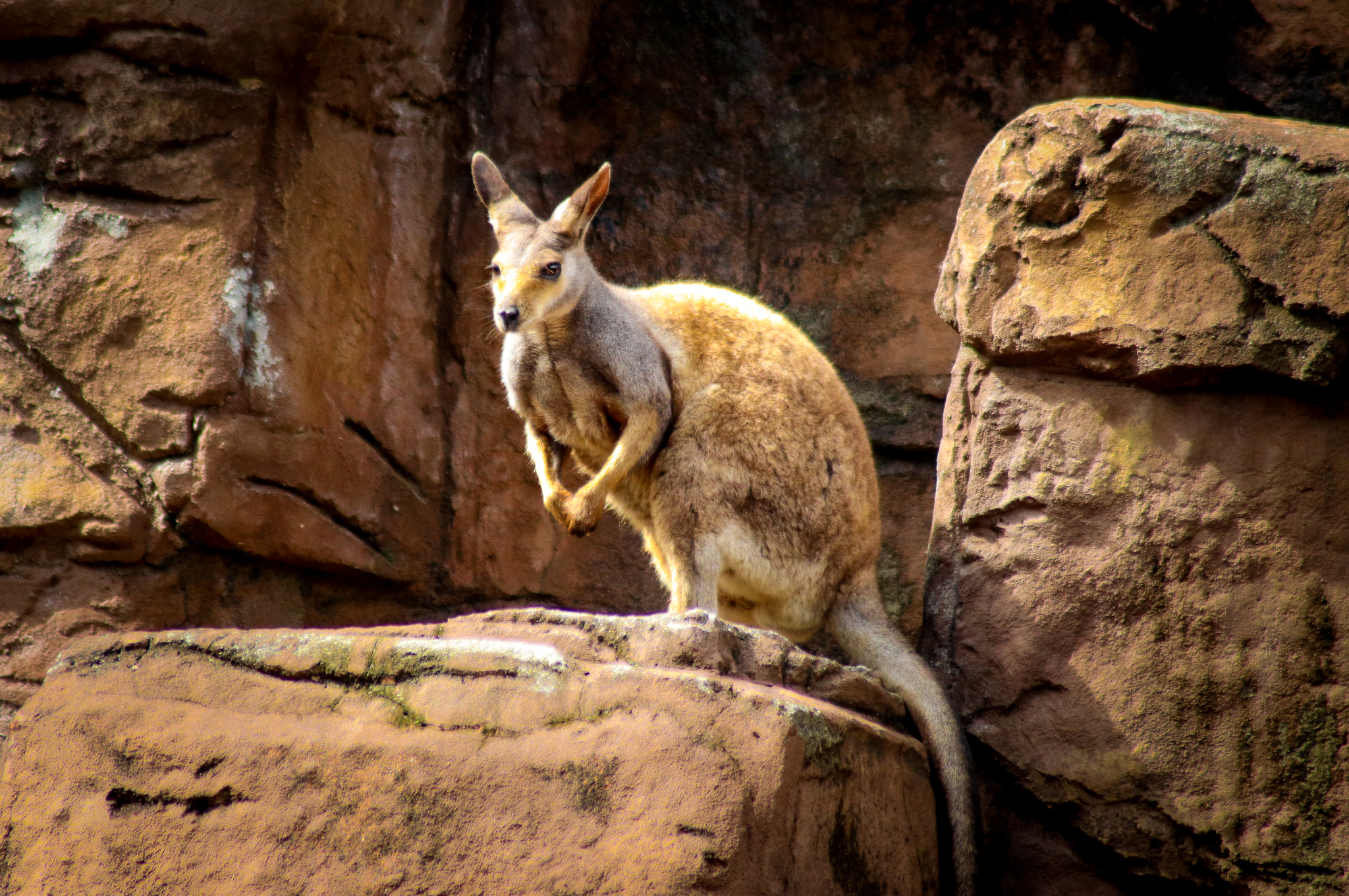 Black-footed Rock Wallaby (Petrogale lateralis)
