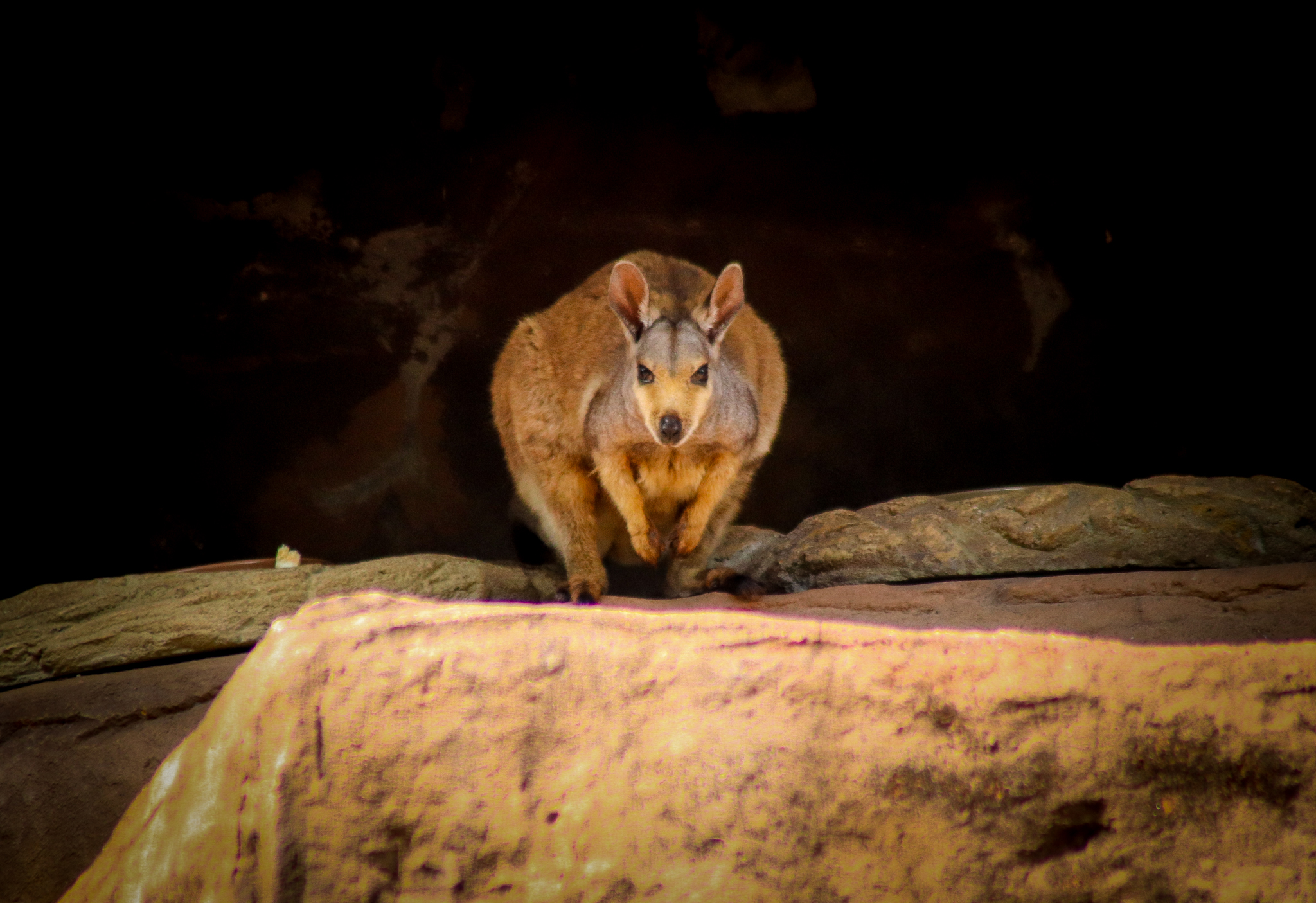 Black-footed Rock Wallaby (Petrogale lateralis)