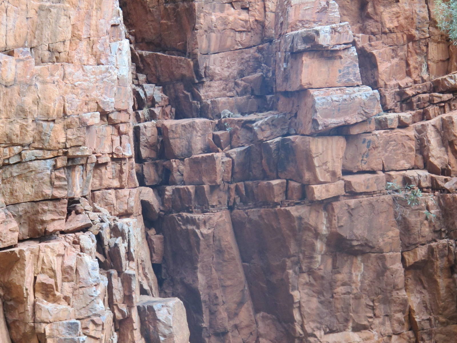Black-footed Rock Wallaby, West MacDonnell National Park, NT