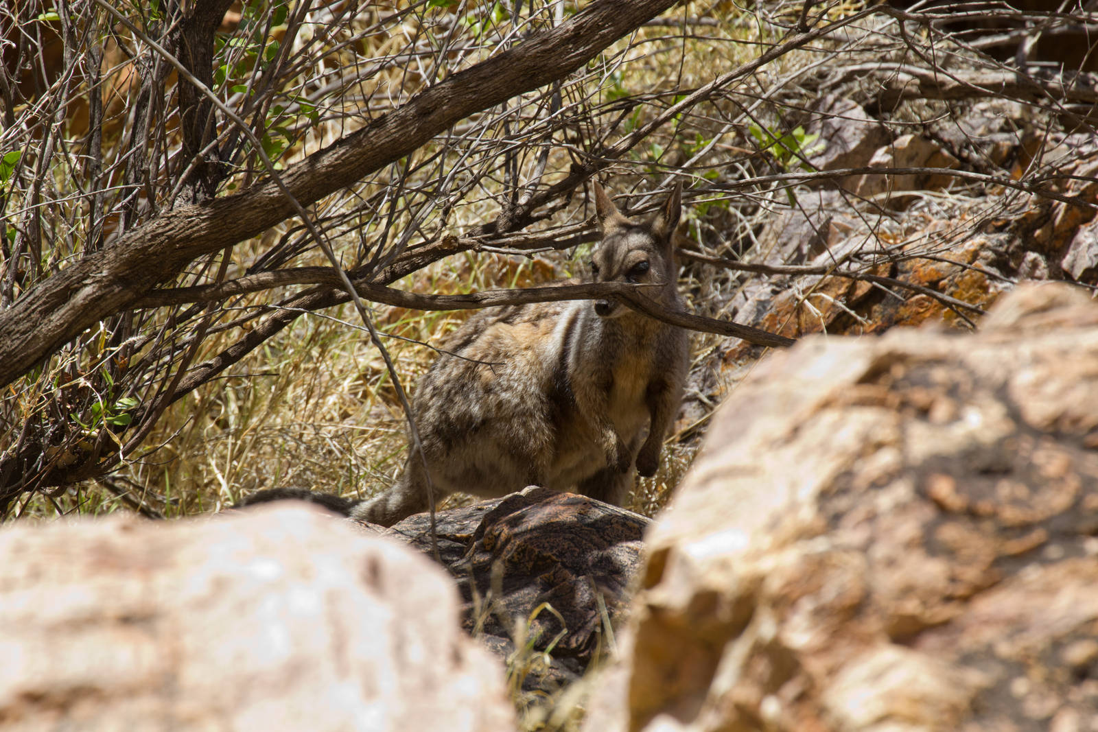 Black-footed Rock Wallaby