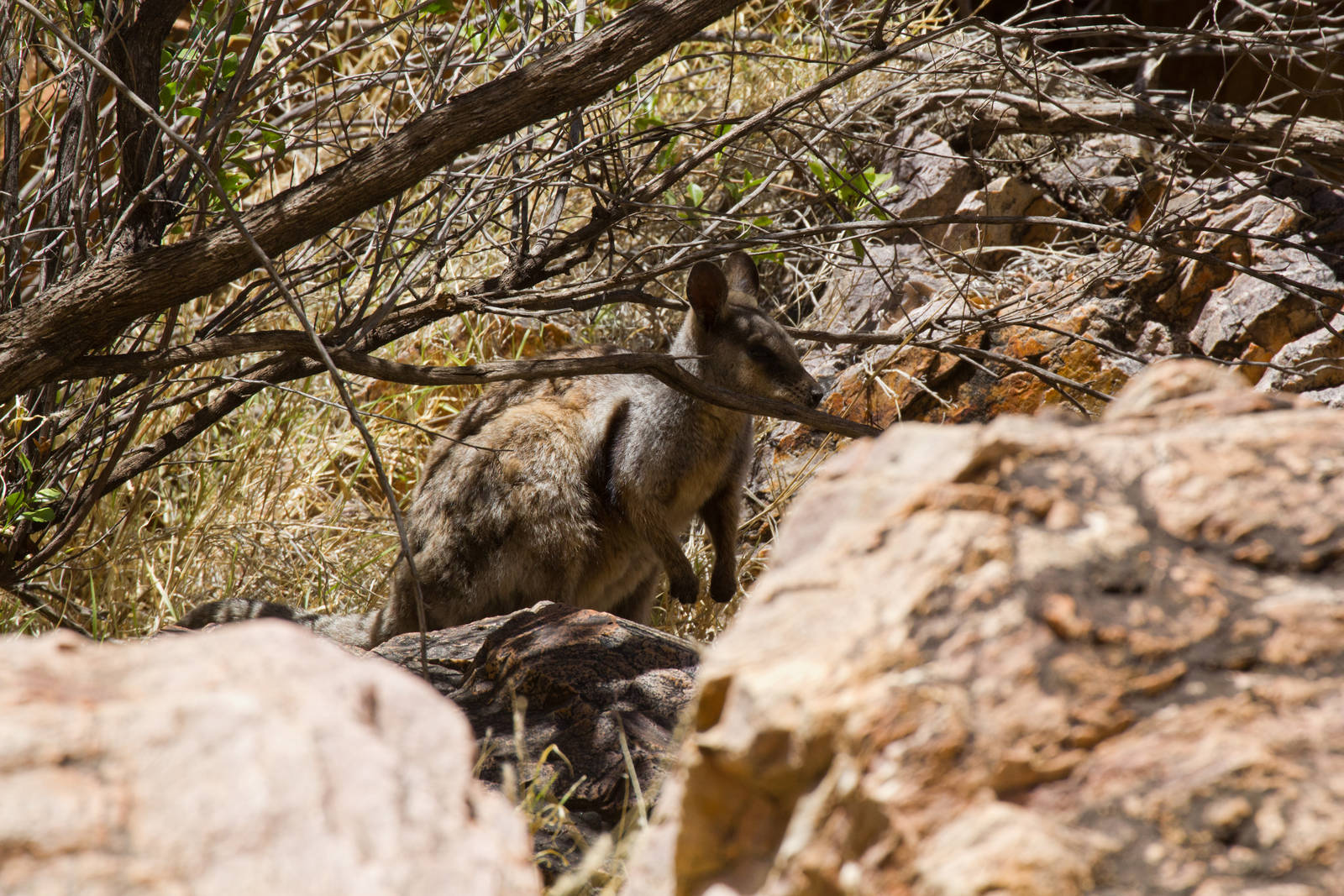 Black-footed Rock Wallaby