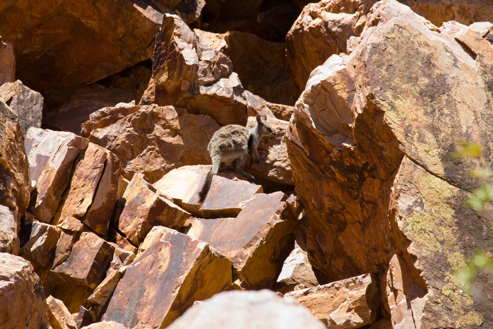 Black-footed Rock Wallaby