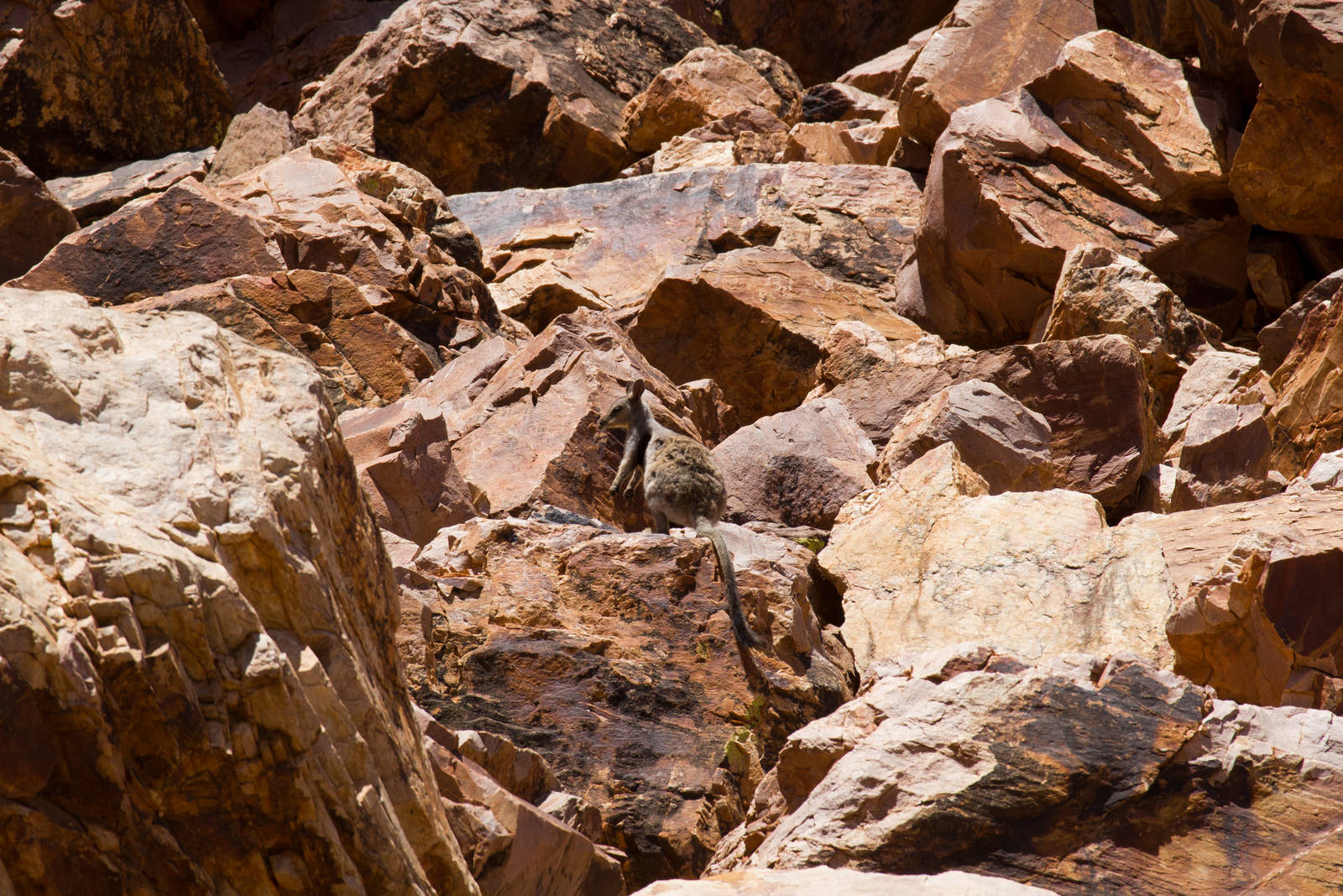 Black-footed Rock Wallaby