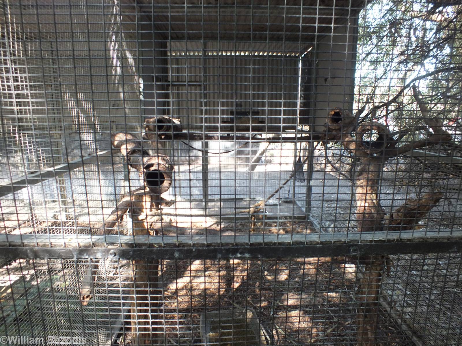 Black-footed Tree-rat Enclosure