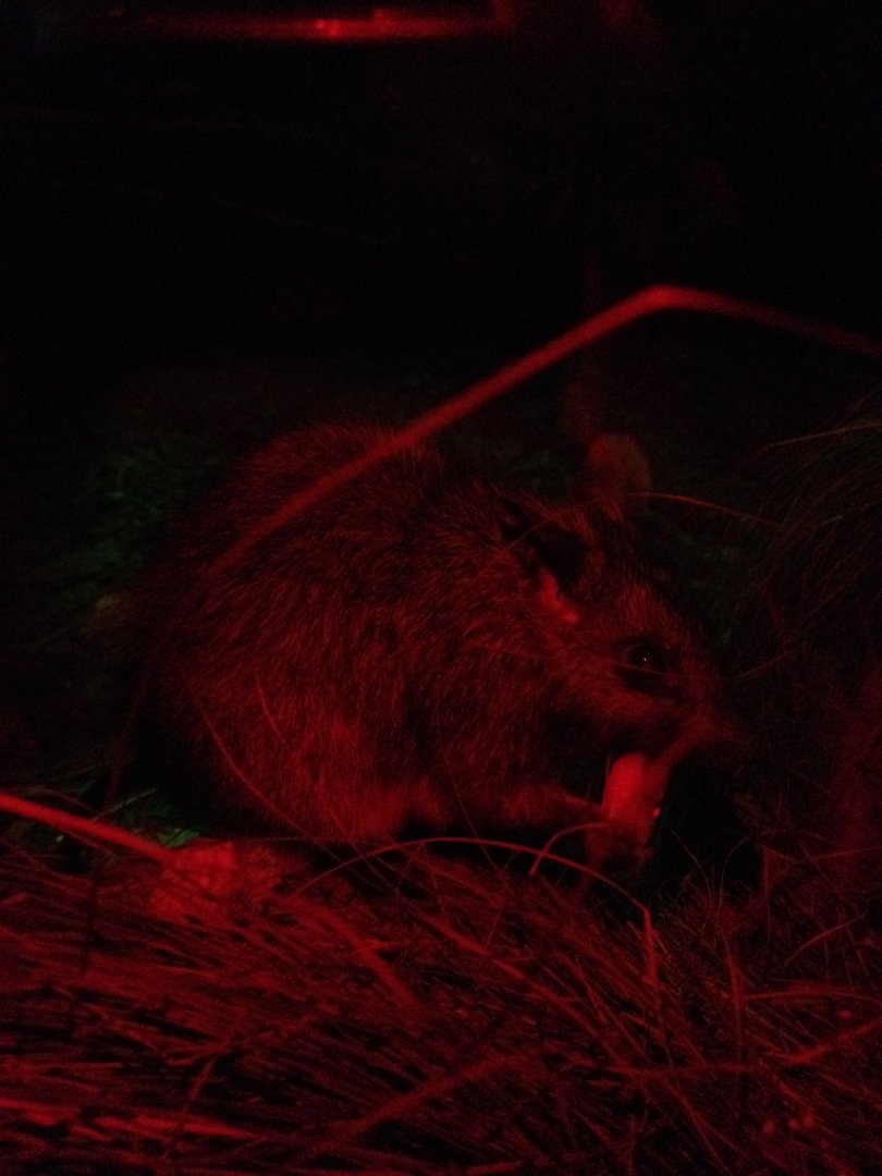 Black-footed Tree-rat (Mesembriomys gouldii)