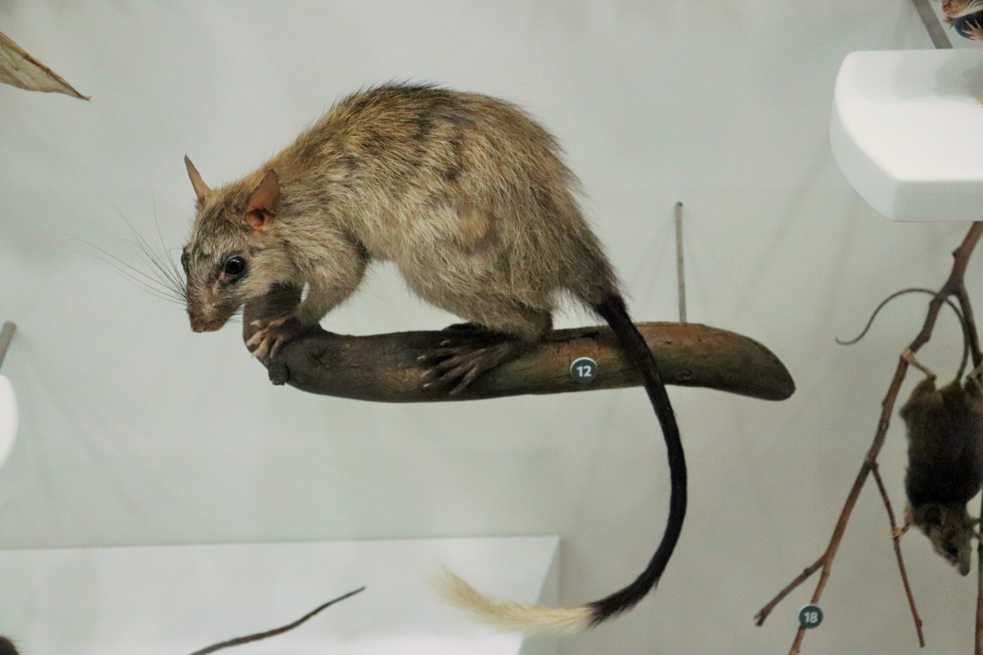 Black-footed Tree Rat (Mesembriomys gouldii)