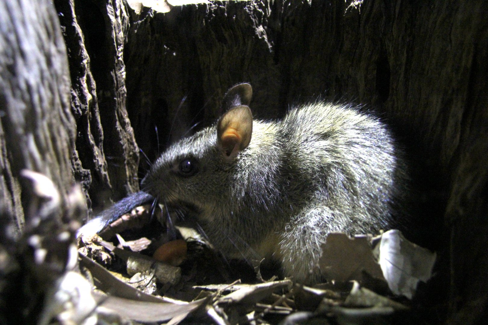 black-footed tree-rat or Djintamoonga (Mesembriomys gouldii)