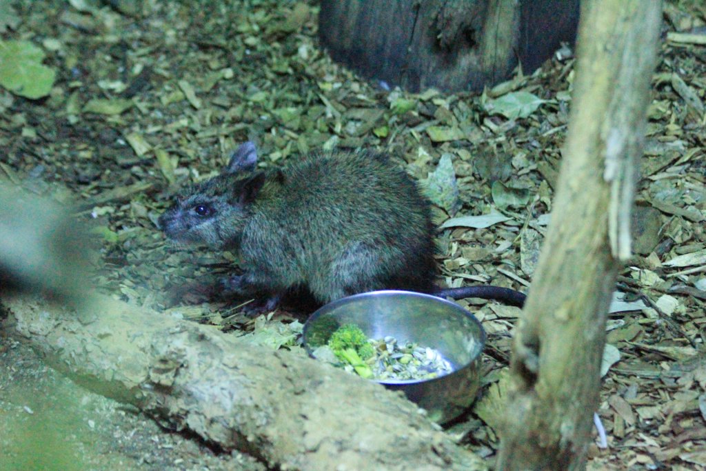 Black-footed Tree Rat