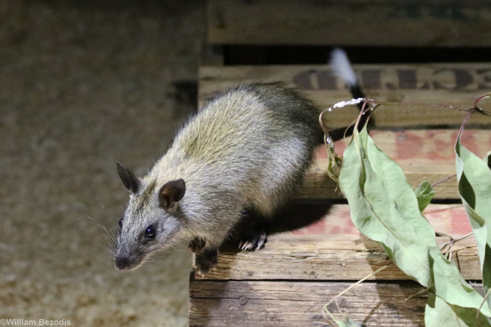 Black-footed Tree-rat