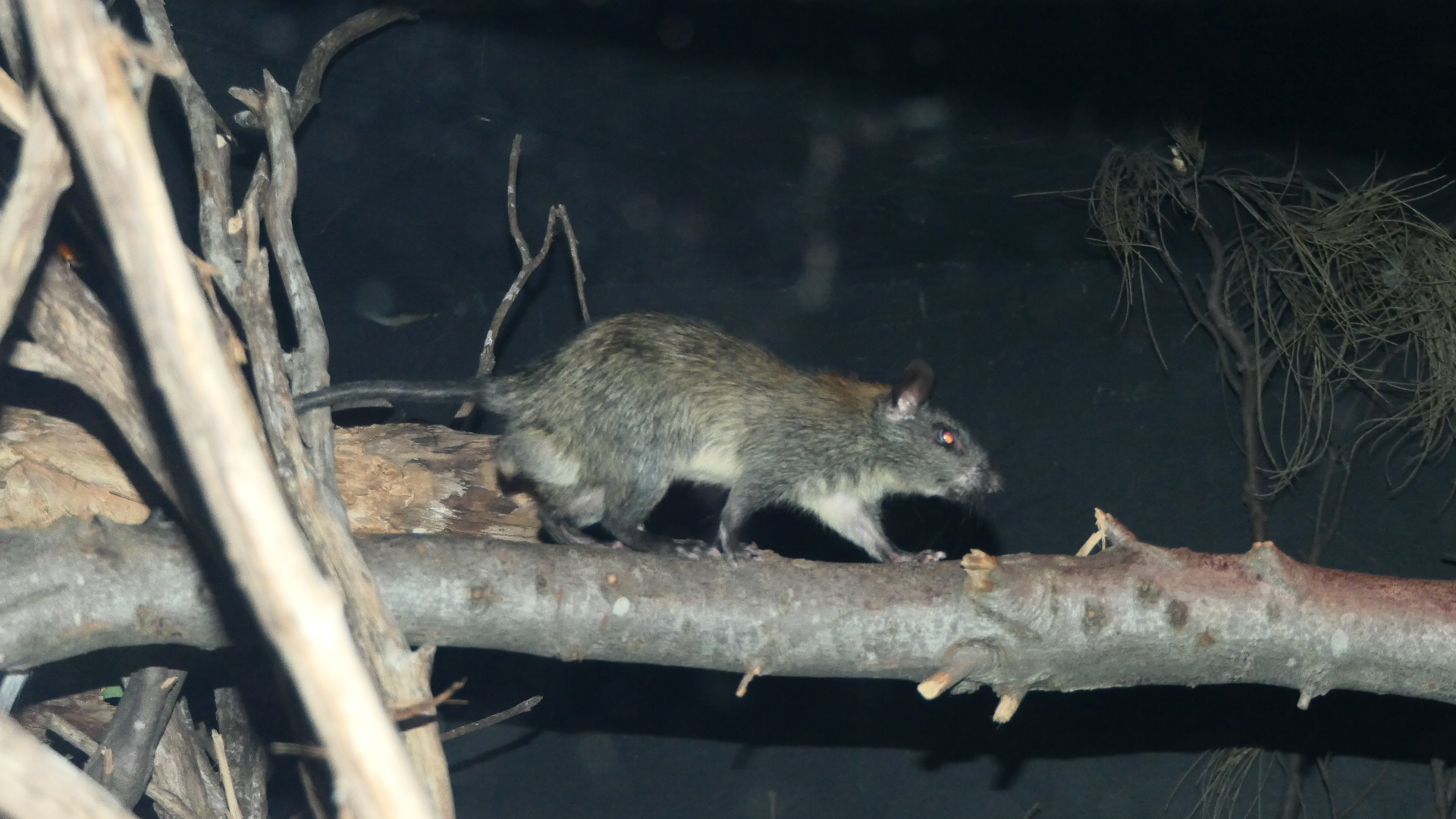 Black-footed Tree Rat