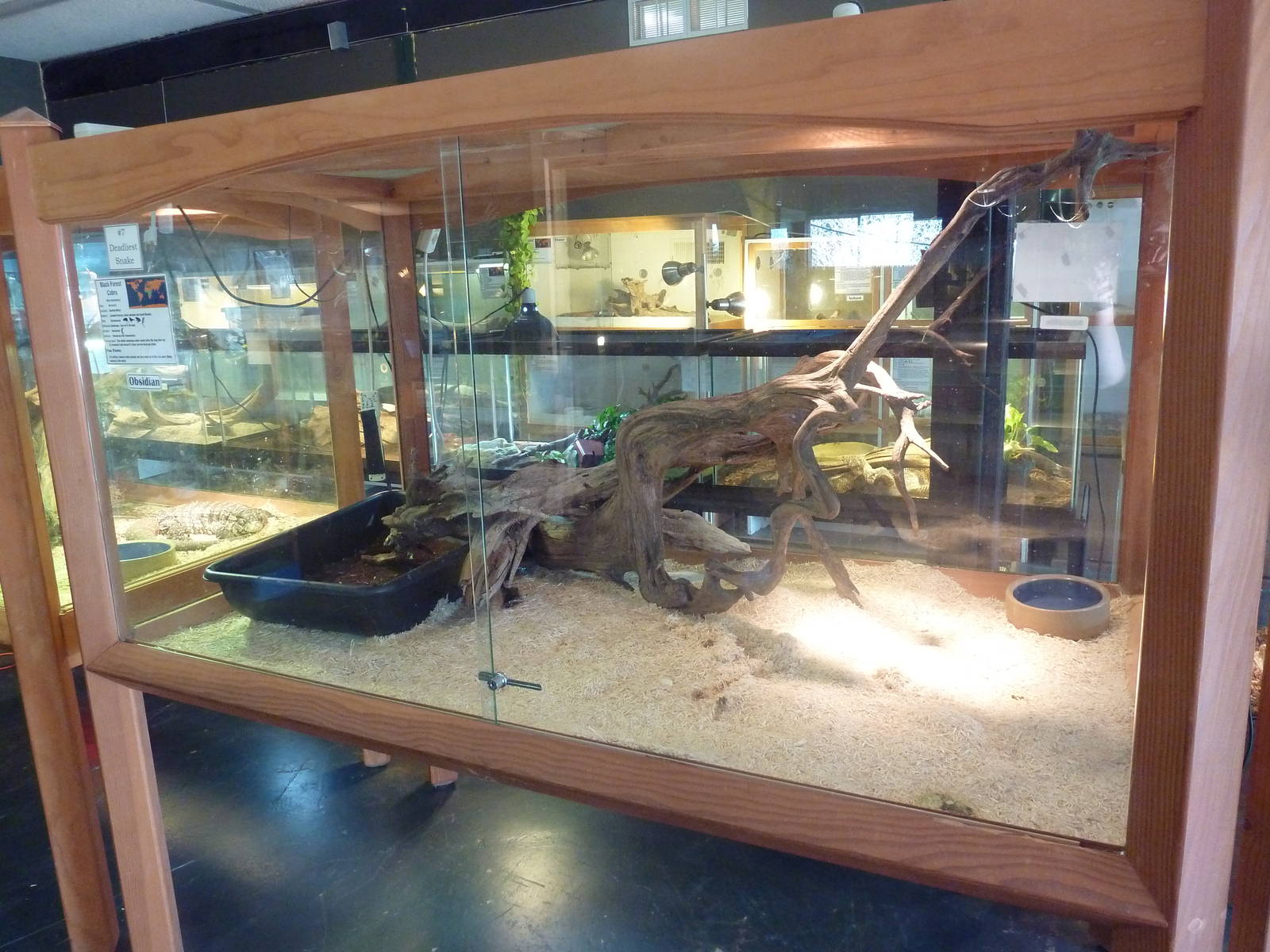 Black Forest Cobra Exhibit