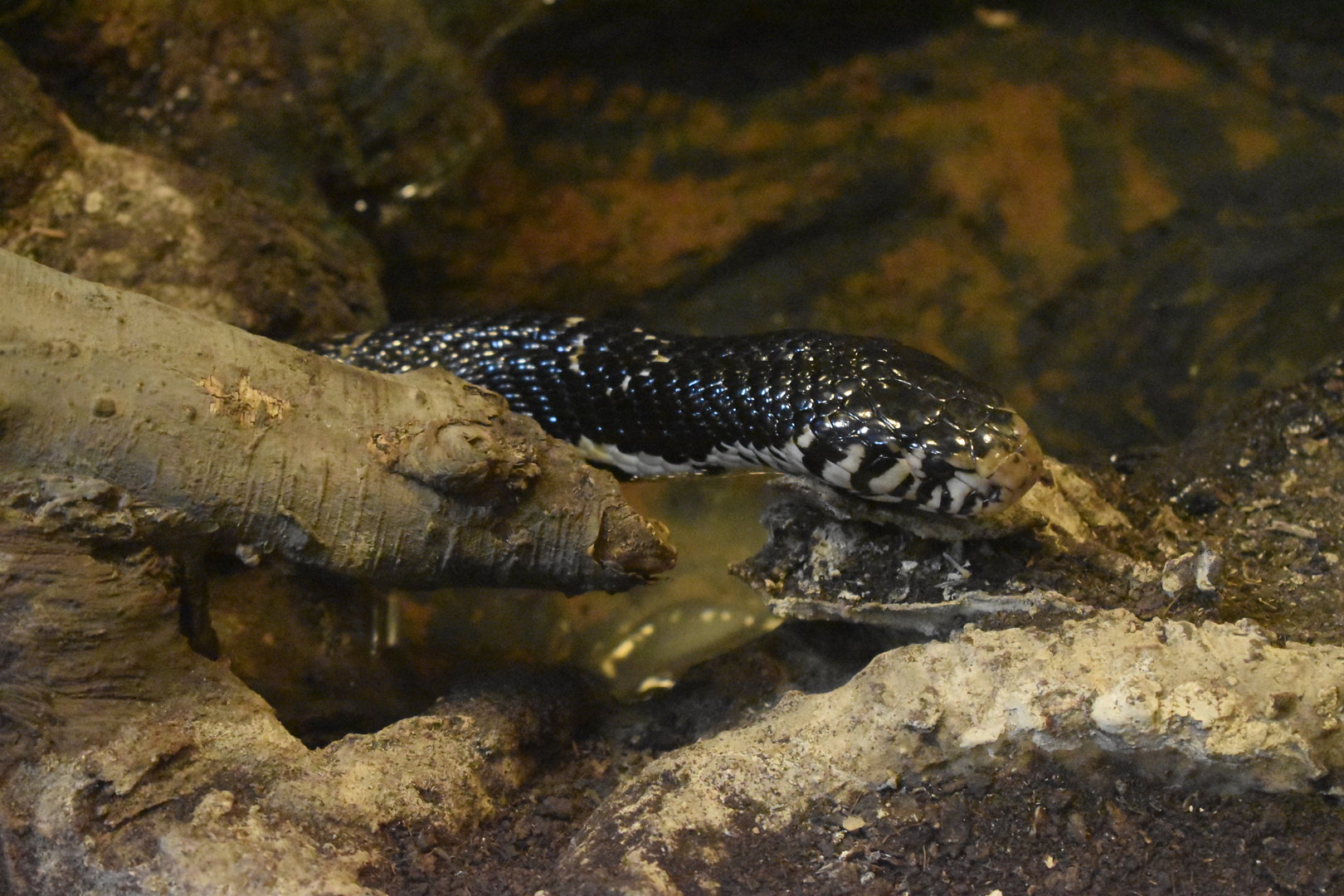 Black forest cobra (Naja melanoleuca)