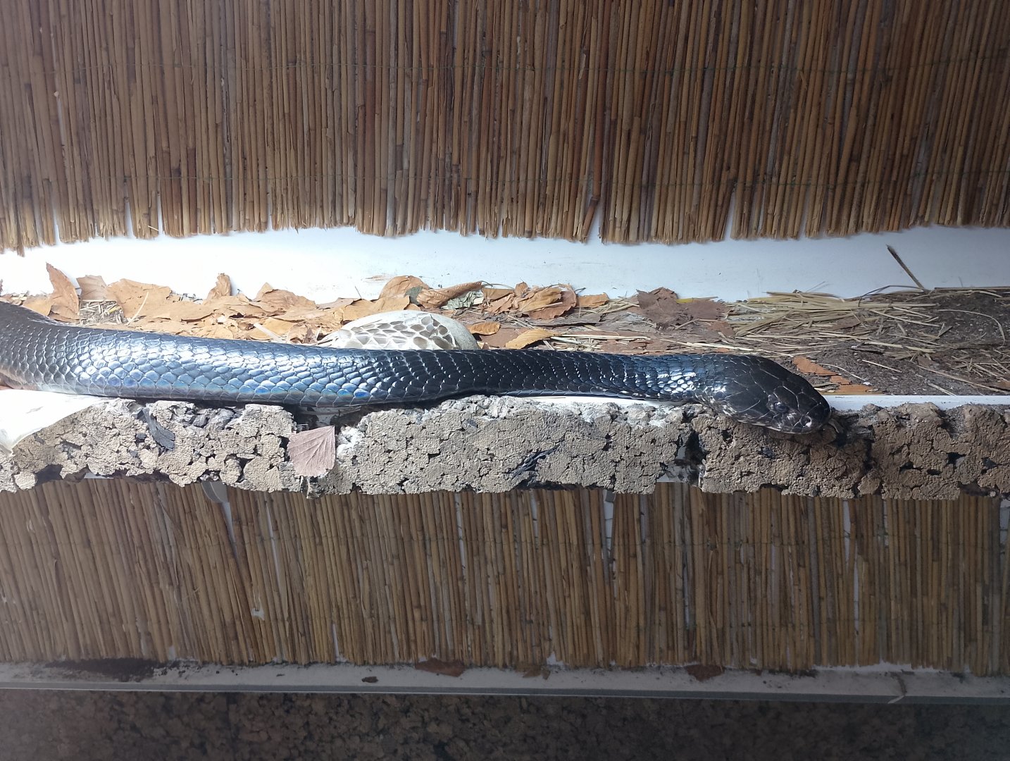 Black forest cobra
