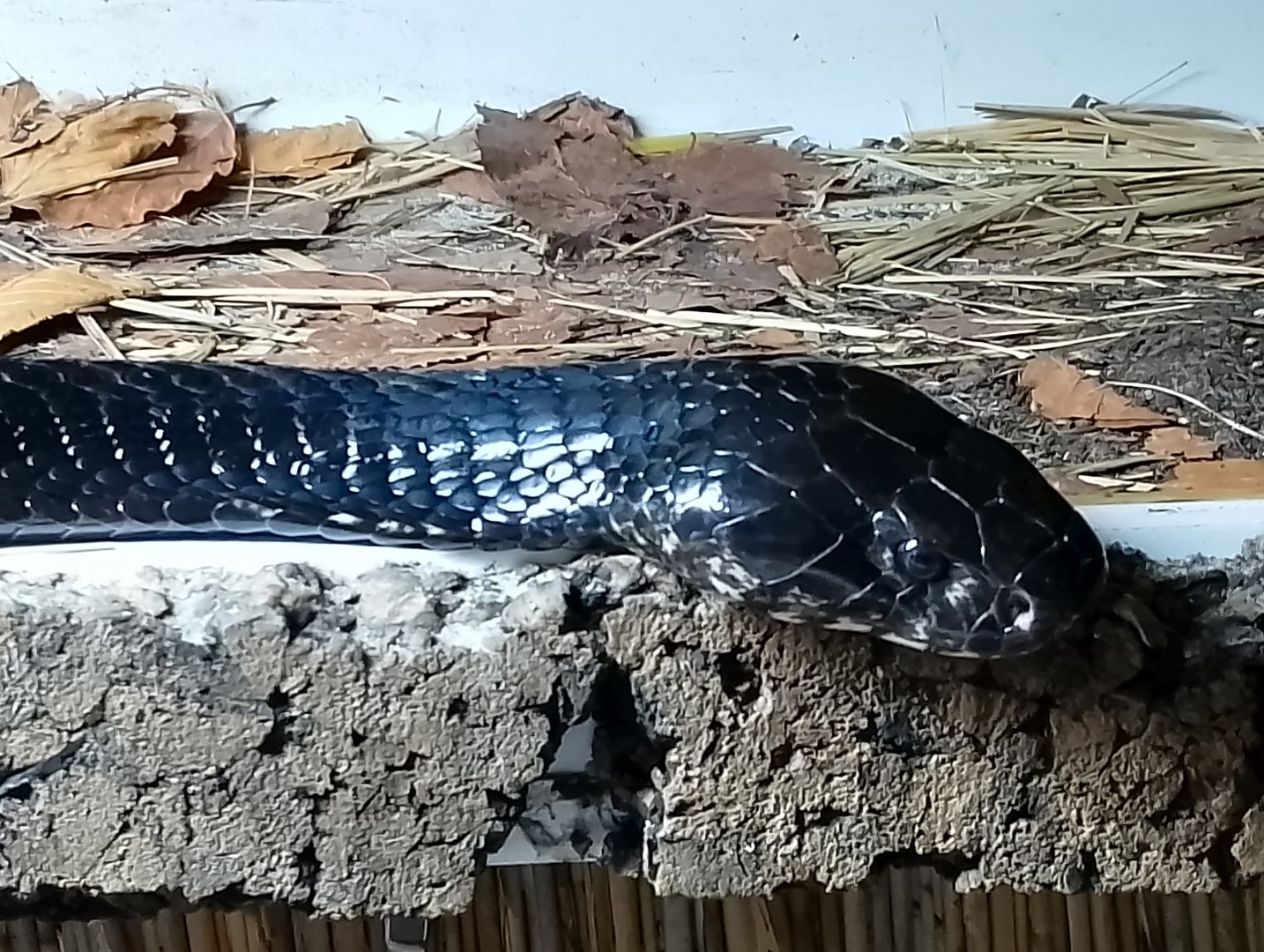 Black forest cobra