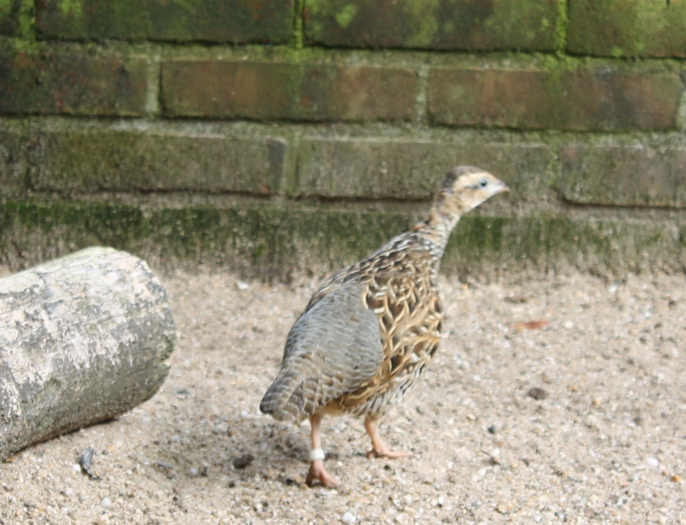 Black fracolin - Female