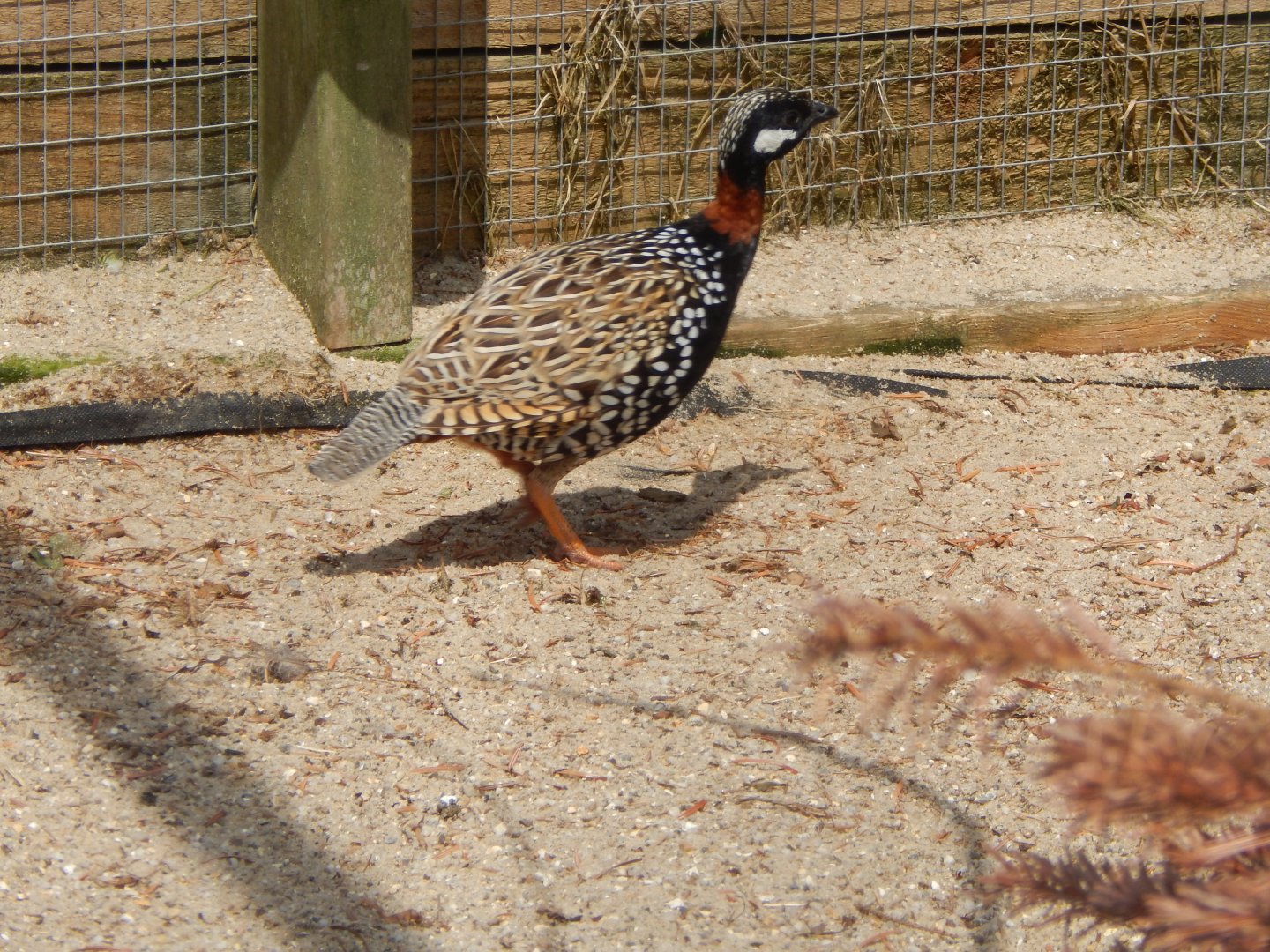 Black francolin 060625