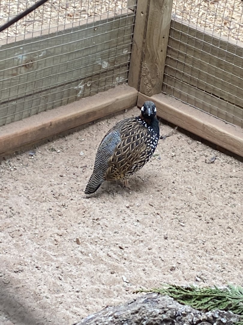 Black francolin 190422