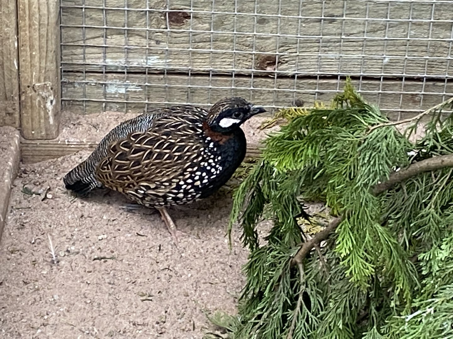 Black francolin 190422