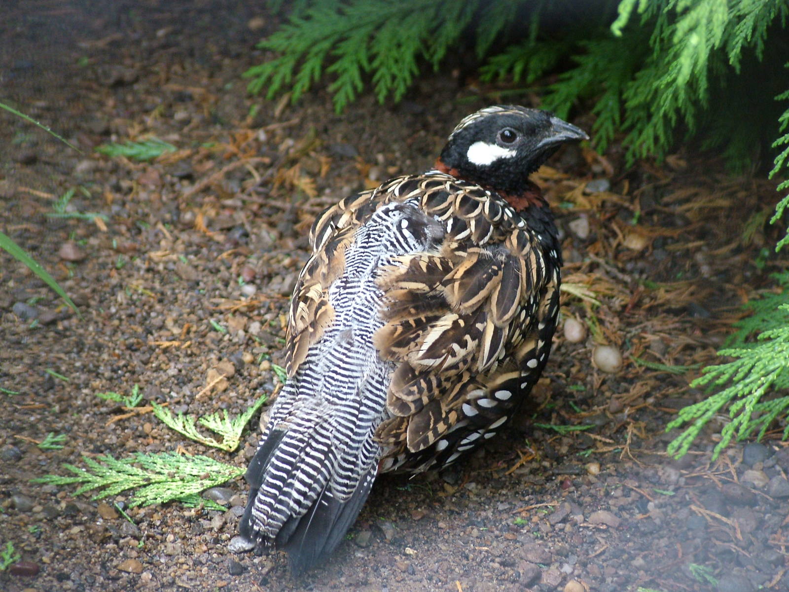 Black Francolin at Lotherton Hall 01/08/09