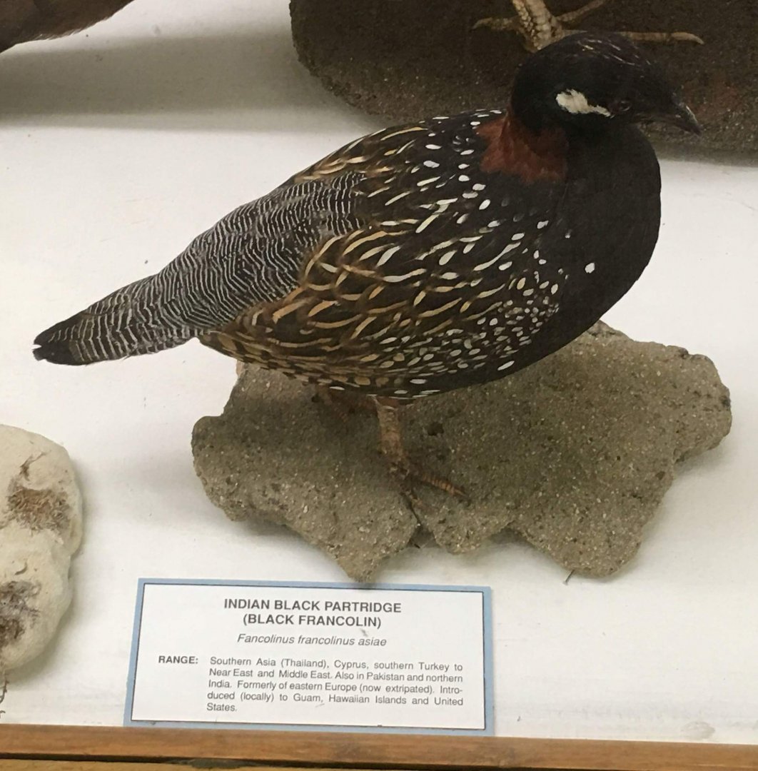 Black francolin (Francolinus francolinus asiae)