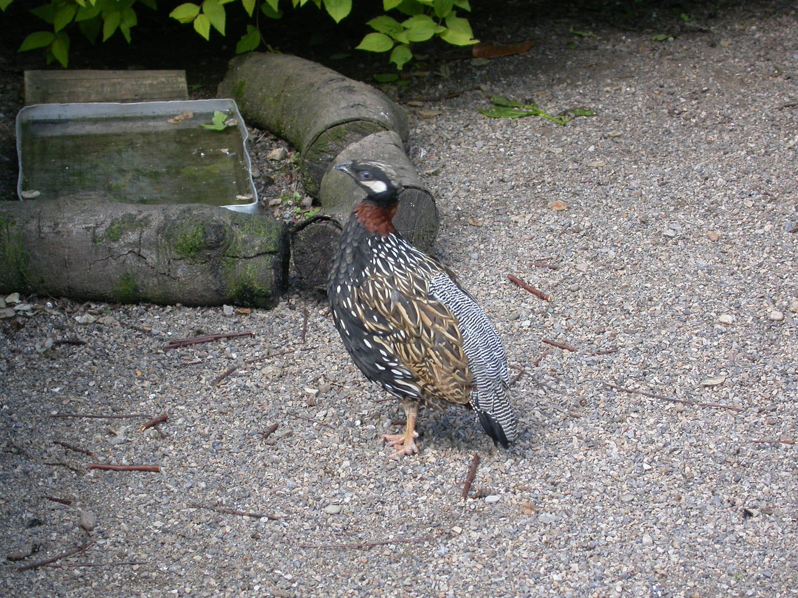 Black Francolin - Francolinus francolinus