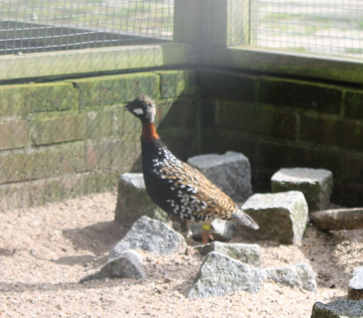 Black francolin - Male