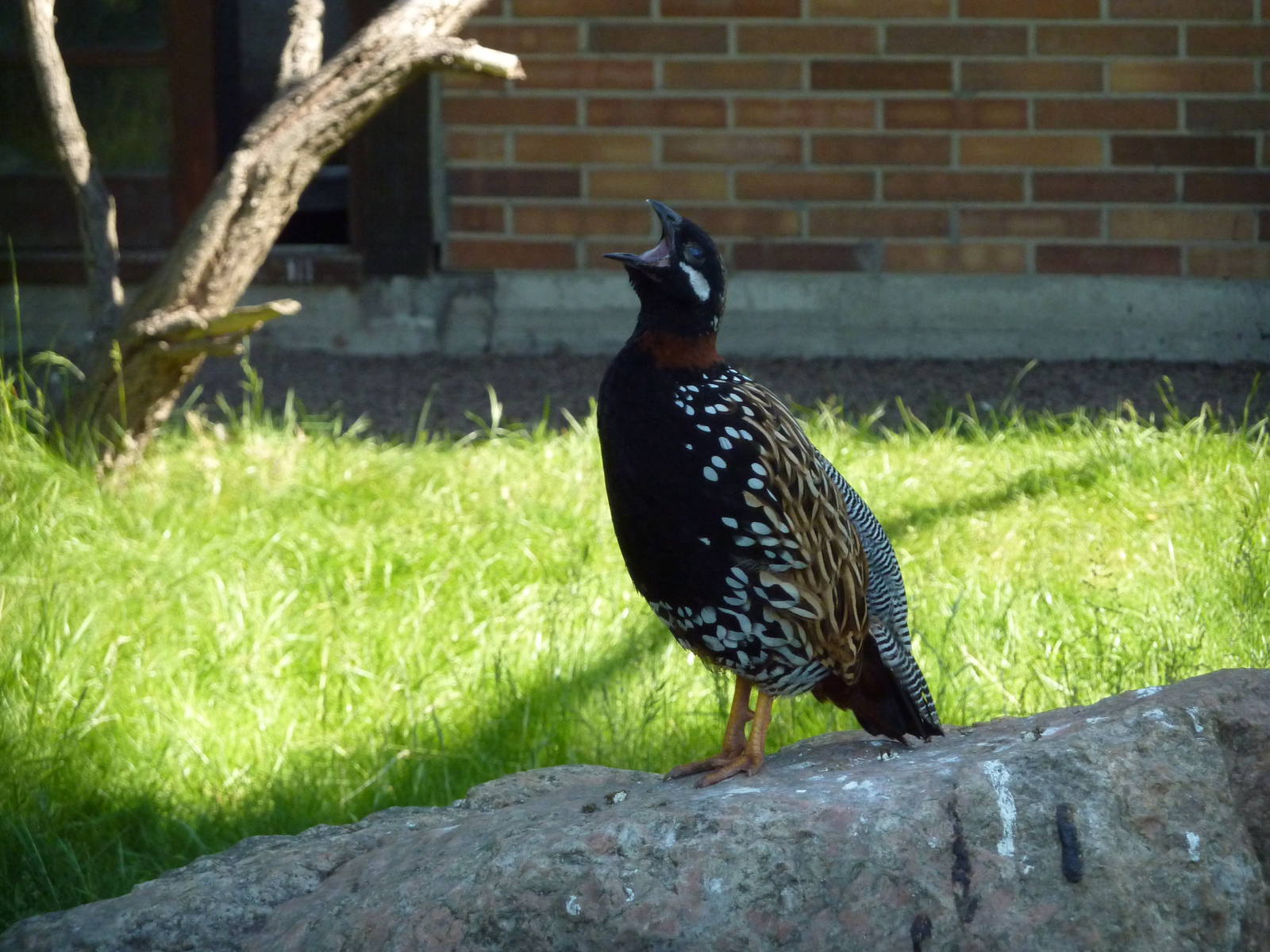 Black francolin