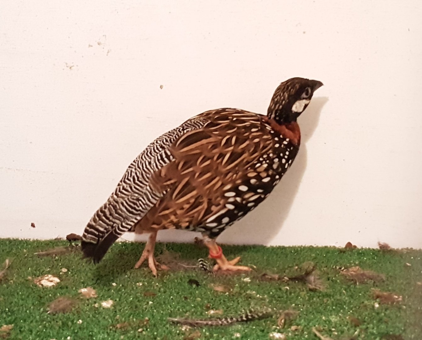 Black francolin