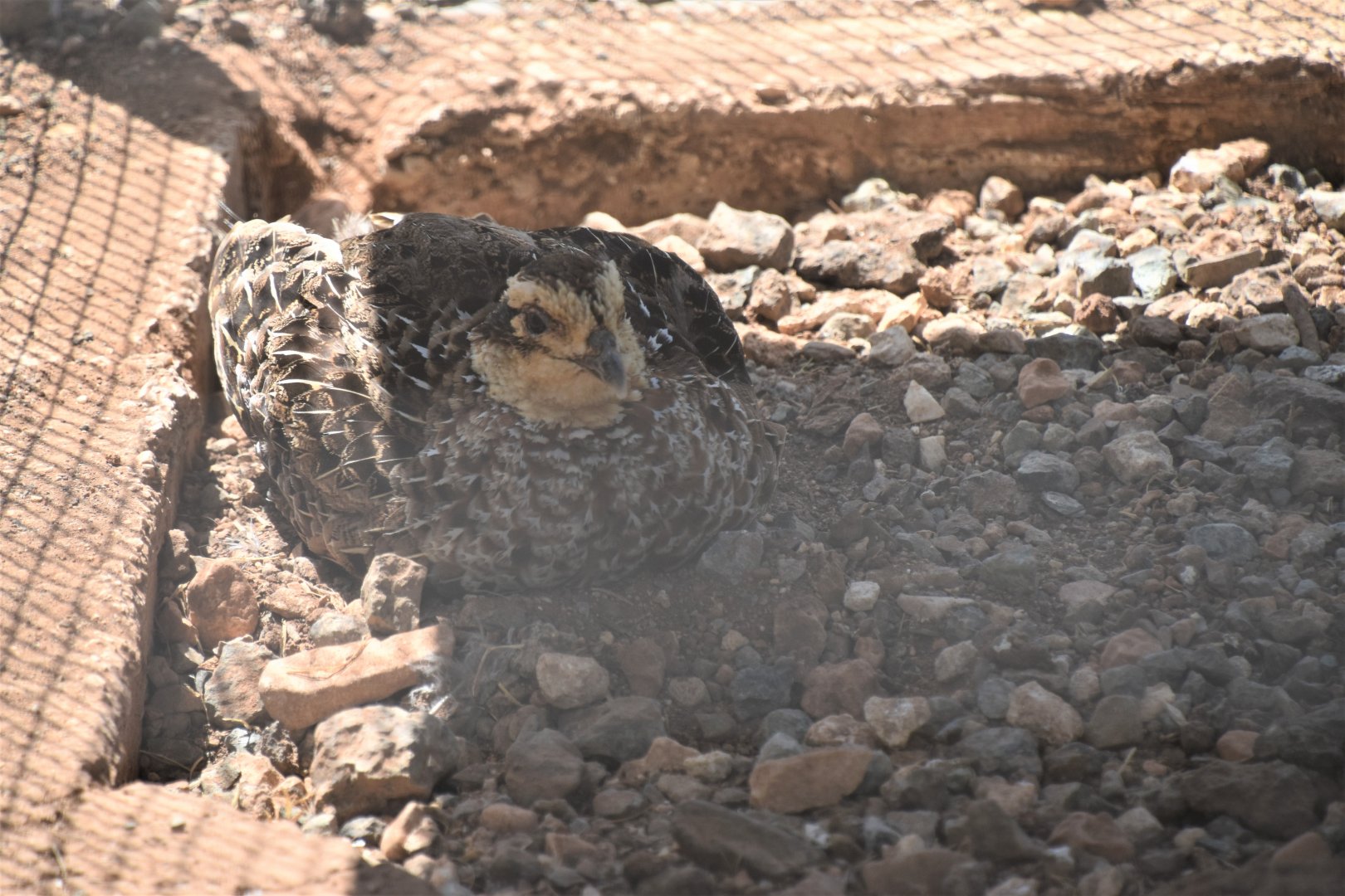 Black francolin