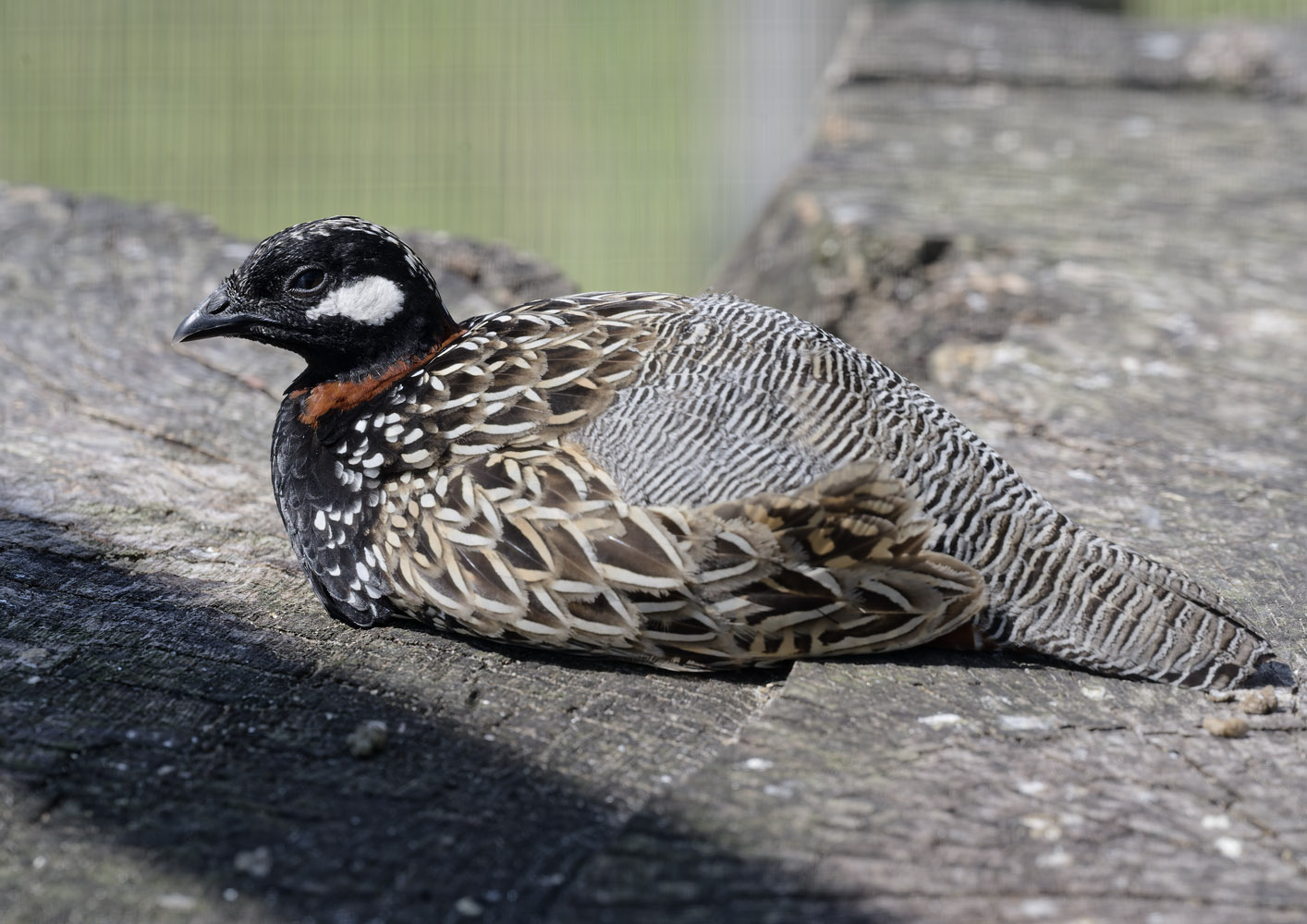 Black francolin