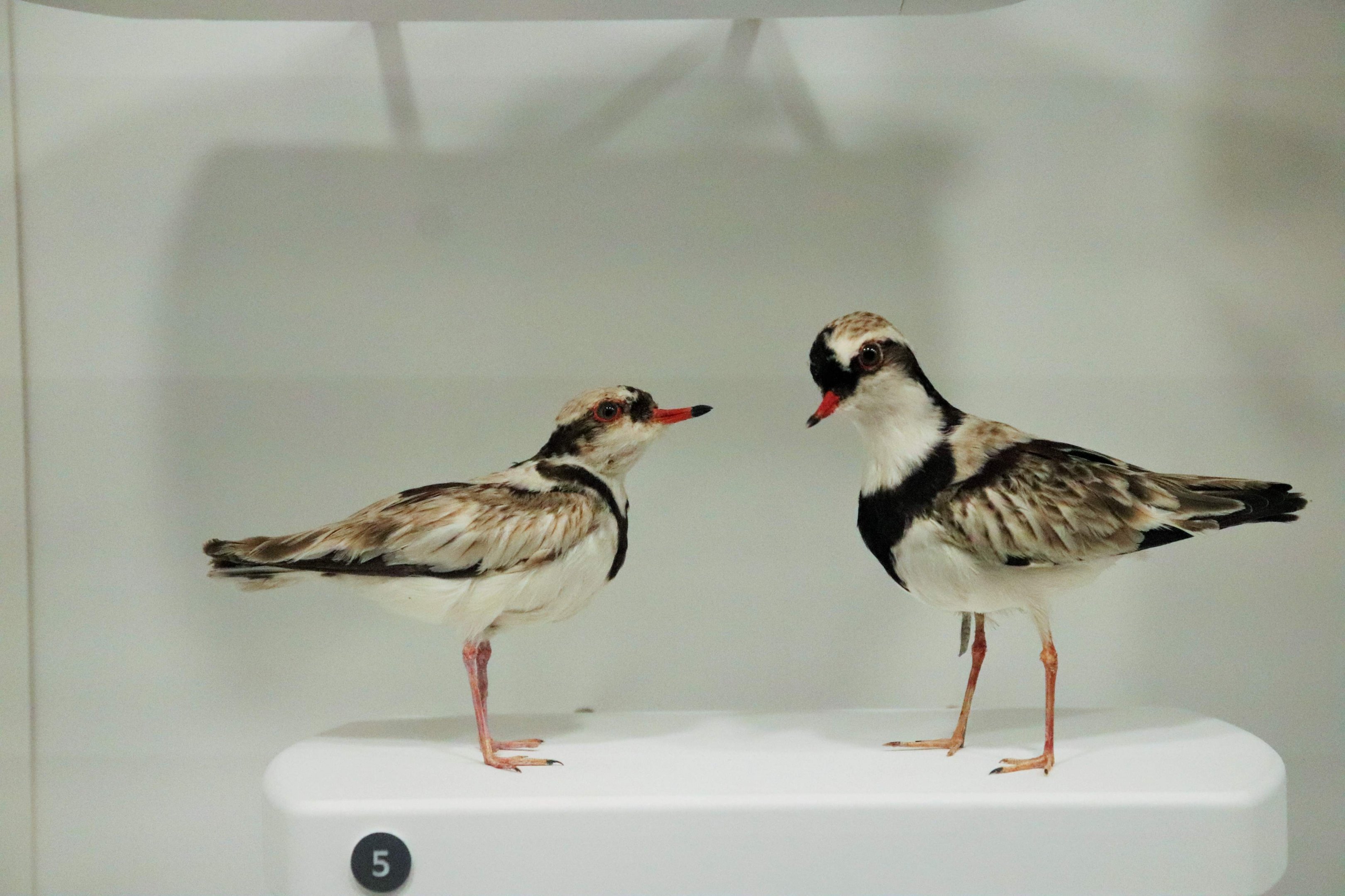 Black-fronted Dotterel (Elseyornis melanops)