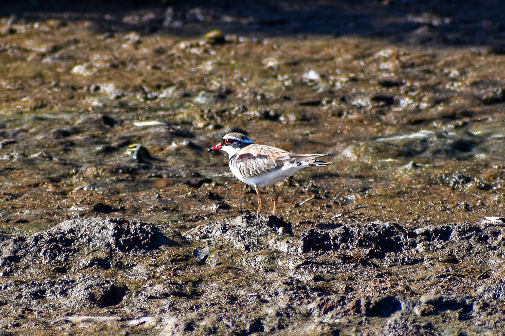 Black-fronted Dotterel (Elseyornis melanops)