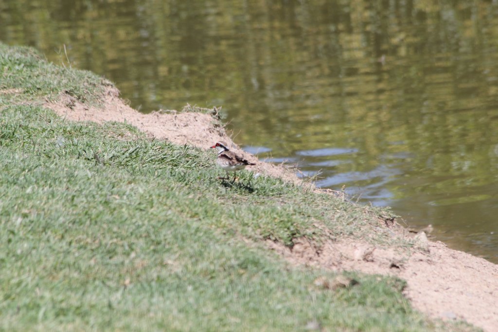 Black-fronted Dotterel (wild)