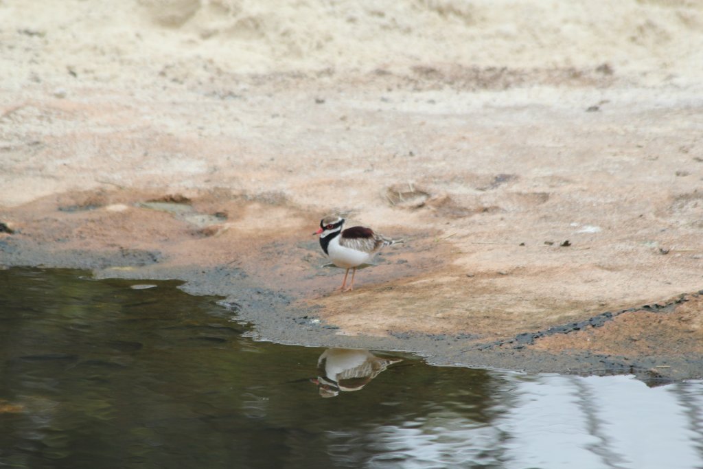 Black-fronted Dotterel