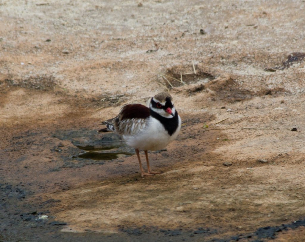 Black-fronted Dotterel