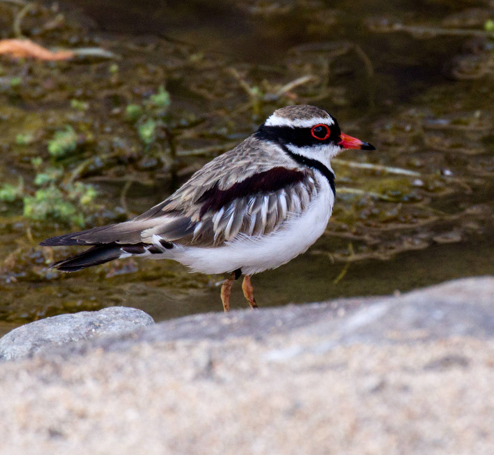 Black-fronted Dotterel