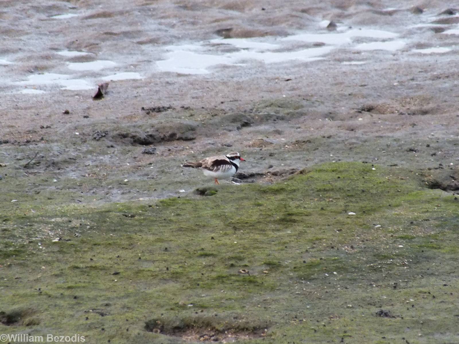 Black-fronted Dotterel