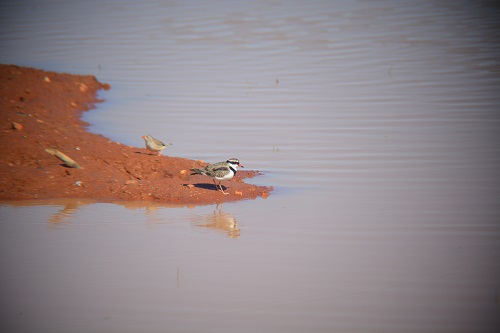Black-fronted dotterel.